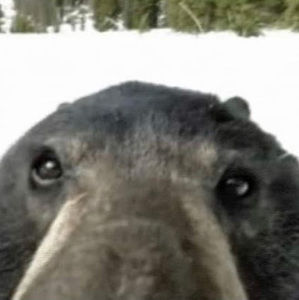 Meet your Posher, Ian